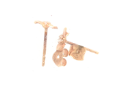 Lot, EARRINGS, one pair 18K, in auction: Pawn – Tuesday 21 January 2020