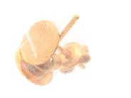 Jewellery - Earrings one pair 21K 1,3g  - View 1
