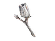Jewellery - BROOCH, silver-plated flower - View 1
