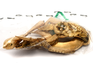 Parti, Parti guld 18K bruttovikt 8,3g, halsband ej guld, i auktion: Pant – Tisdag 23 april 2019