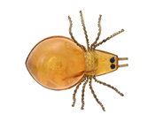 Smycken - BROSCH, gulmetall - View 1