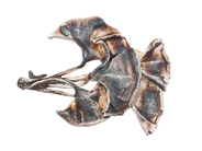 Smycken - BROSCH, silverpläterade ginkgoblad - View 1